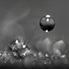 Dynamics of Jumping Water Droplets